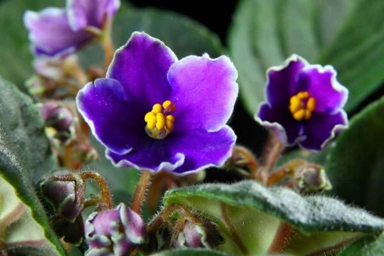 16- As violetas podem se reproduzir através do enraizamento das folhas. Fonte: IdeiasDecor