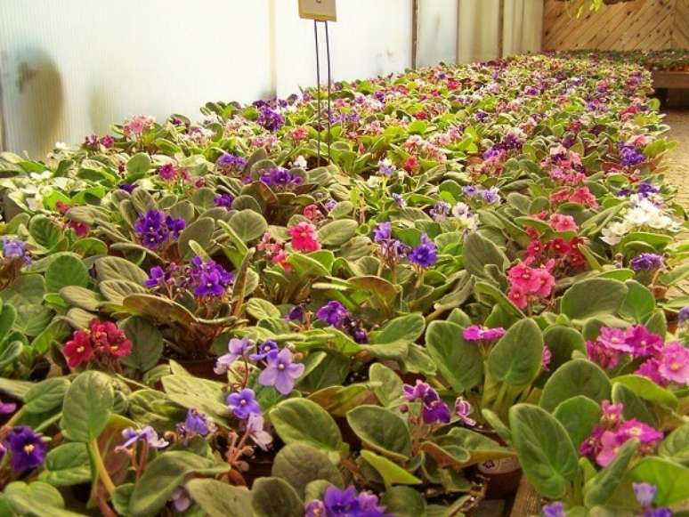 21- Nos Garden Centers é possível encontrar diversas variedades de violetas simples ou dobradas. Fonte: Ever Green Nursery