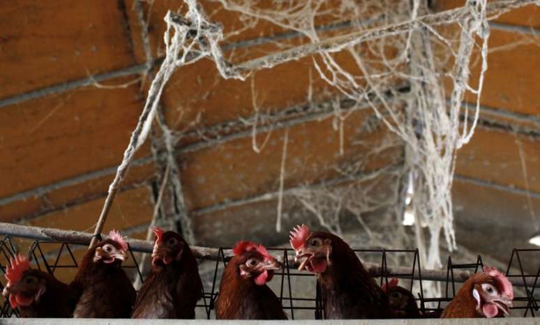 Criação de aves na região de Xangai, China 
16/04/2013
REUTERS/Aly Song