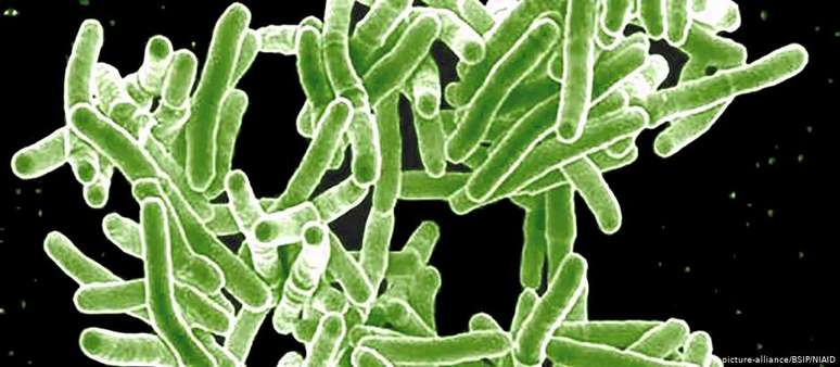 Bactéria da tuberculose vista em microscópio