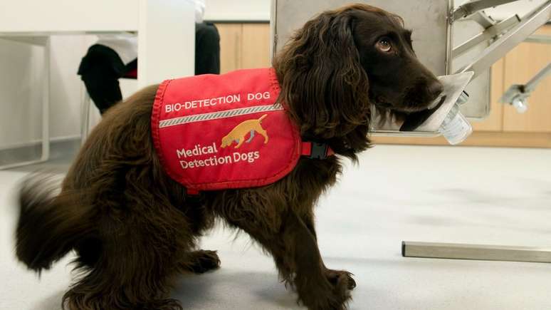 Cães já foram usados para detectar câncer de próstata, diabetes e doença de Parkinson