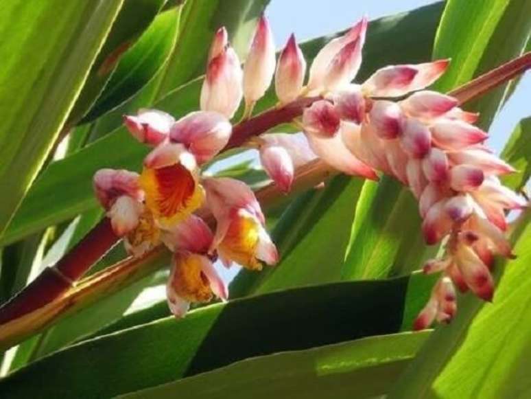 48. A alpínia é uma flor tropical ótima para cultivo em jardim externo – Foto: Via Pinterest