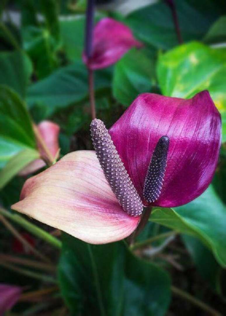 45. Flores tropicais como os antúrios roxos são muito delicados – Foto: Revista Viva Decora