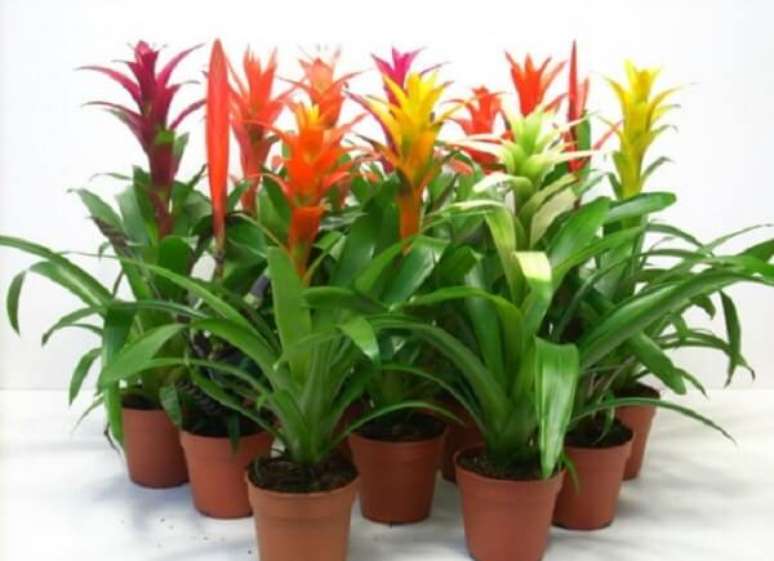 39. Muitas flores tropicais possuem diversas espécies e colorações como as bromélias – Foto: Via Pinterest
