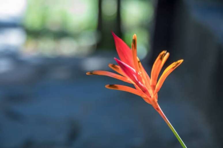 27. A coloração laranja avermelha de uma espécie de helicônia tem sua beleza – Foto: Freepik