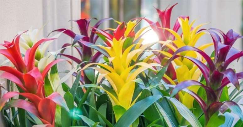 22. Flores tropicais como bromélias também possuem diversas colorações – Foto: Via Pinterest