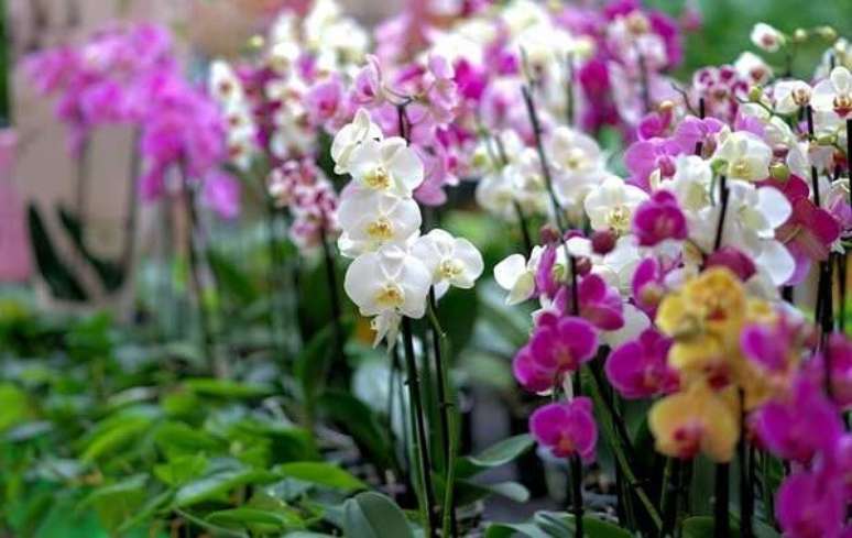 21. Flores tropicais em jardim são boas opções para o cultivo de diversas espécies – Foto: Blog orquídeas