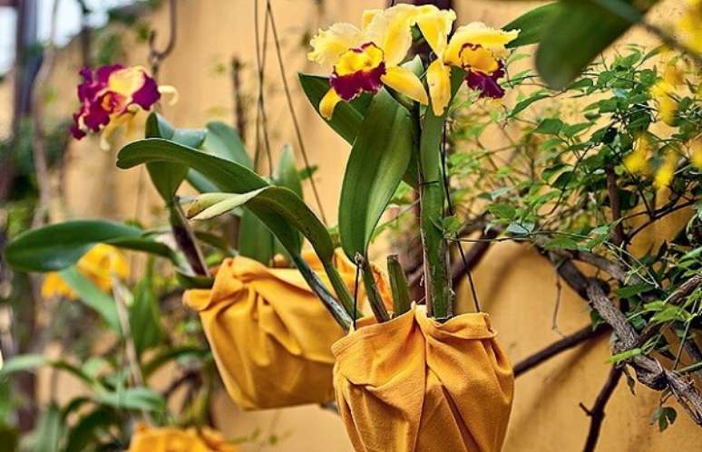 20. Vasos suspensos também são boas opções de cultivo para as flores tropicais – Foto: Via Pinterest