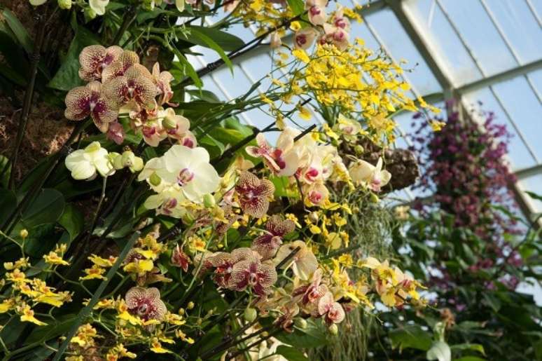 16. As orquídeas em tons claros também tem sua beleza – Foto: Ecoflora