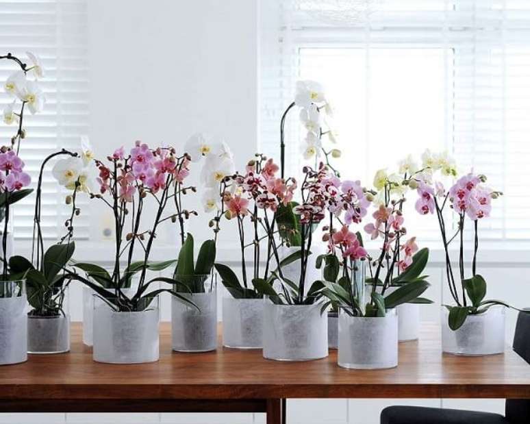 3. As orquídeas são as flores tropicais mais conhecidas e possuem diversas espécies – Foto: Via Pinterest