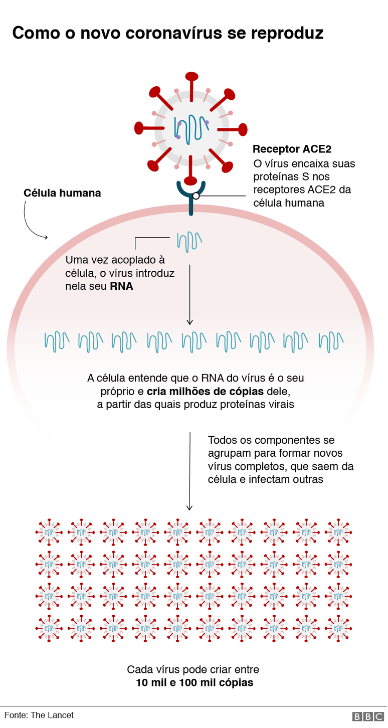 Gráfico mostra o que coronavírus faz no seu corpo