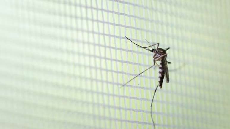 Além da covid-19, casos de dengue têm aumentado no país