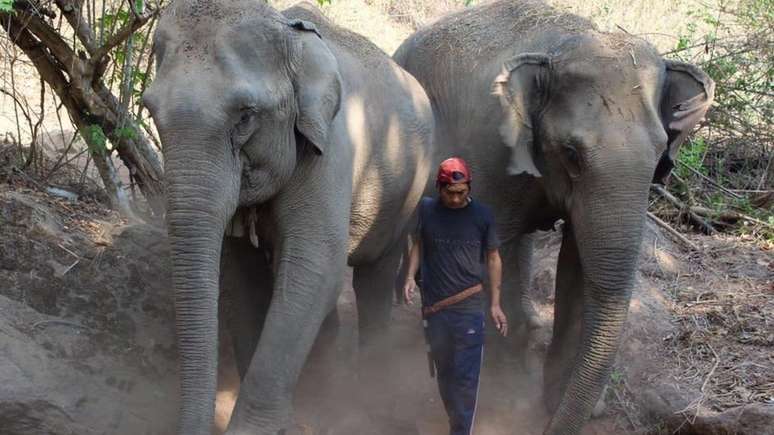 Elefantes estão entre as principais atrações turísticas do país asiático