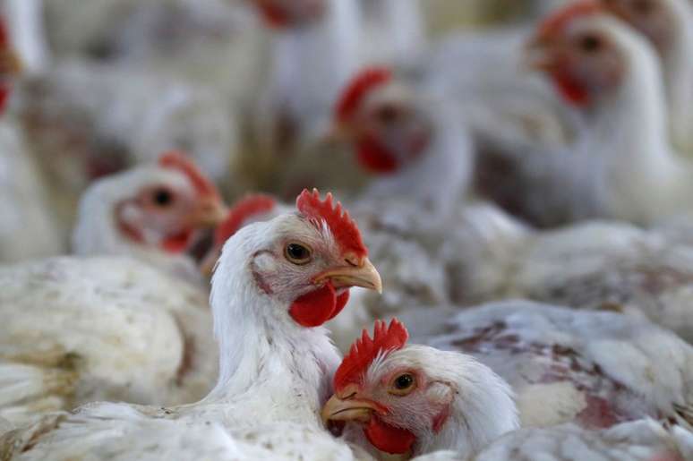 Criação de frangos em Lapa (PR) 
31/05/2016
REUTERS/Rodolfo Buhrer