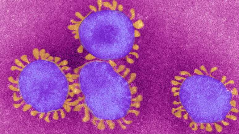 Coronavírus visto no microscópio: família foi descrita pela Ciência na década de 1960