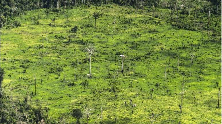 Foto mostra os danos à floresta na terra indígena Ituna Itatá, a mais desmatada do Brasil em 2019