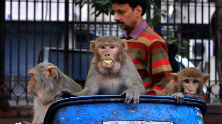 Alta densidade de humanos em cidades e degradação de habitat de animais provocam a emergência de mais epidemias