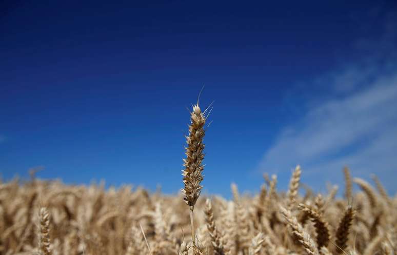 Área plantada com trigo em Estrasburgo, França 
05/07/2019
REUTERS/Vincent Kessler