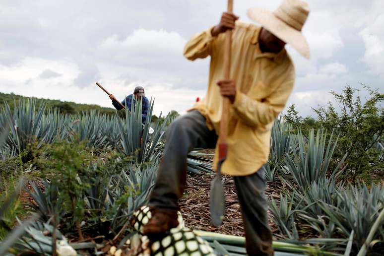 Trabalhador do campo cuida da plantação no México