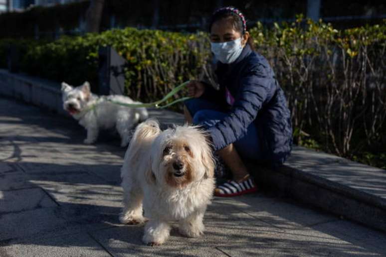 Em rascunho de documento, cães foram classificados como 'companheiros dos humanos'