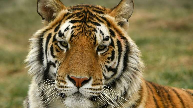 Nos Estados Unidos, há entre 5 mil e 10 mil tigres em cativeiro. Em todo o mundo, só há 4 mil desses animais em liberdade em seu habitat natural
