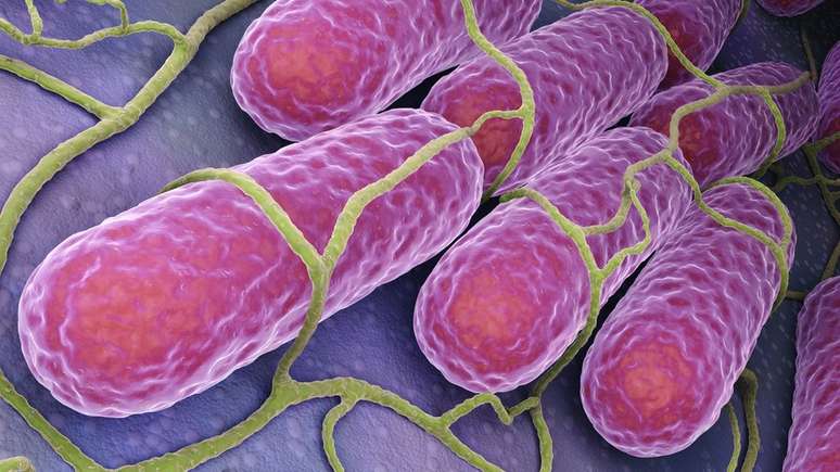 Geralmente, a salmonela &eacute; encontrada no intestino de animais e pessoas e &eacute; liberada pelas fezes