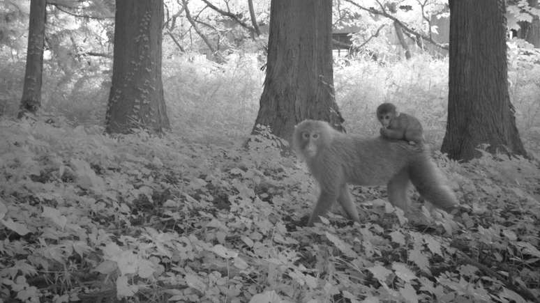Dois macacos em uma &aacute;rea de Fukushima que foi atingida pelo acidente nuclear e permanece desabitada