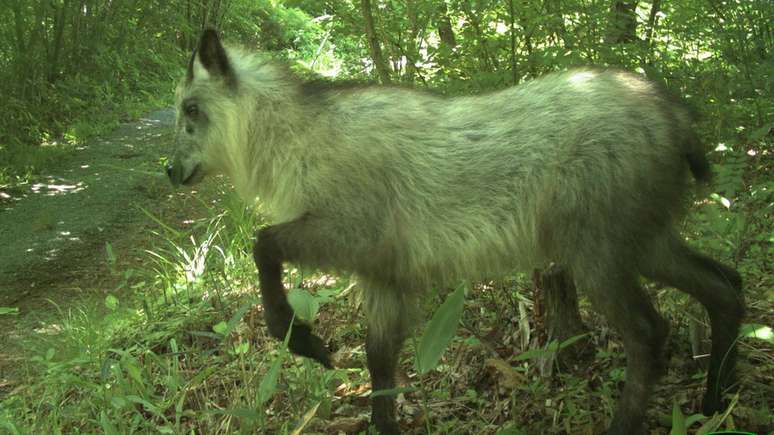 Este serau japon&ecirc;s &eacute; uma das 20 esp&eacute;cies que Beasley e sua equipe conseguiram detectar na &aacute;rea