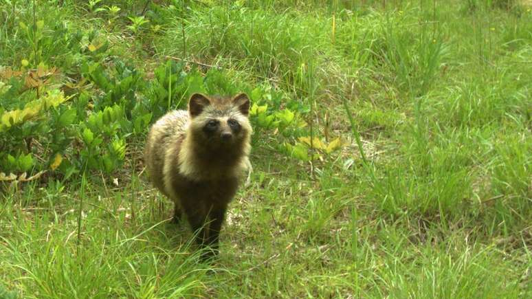 A&ccedil;&atilde;o humana pode ser pior do que radia&ccedil;&atilde;o para a vida selvagem, diz pesquisador