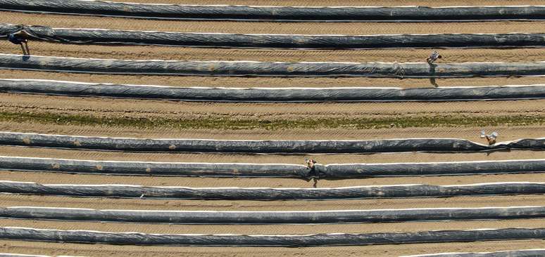 Estudantes ajudam na colheita de aspargos em Lohmar, Alemanha, durante pandemia de coronav&iacute;rus 
09/04/2020
REUTERS/Stephane Nitschke