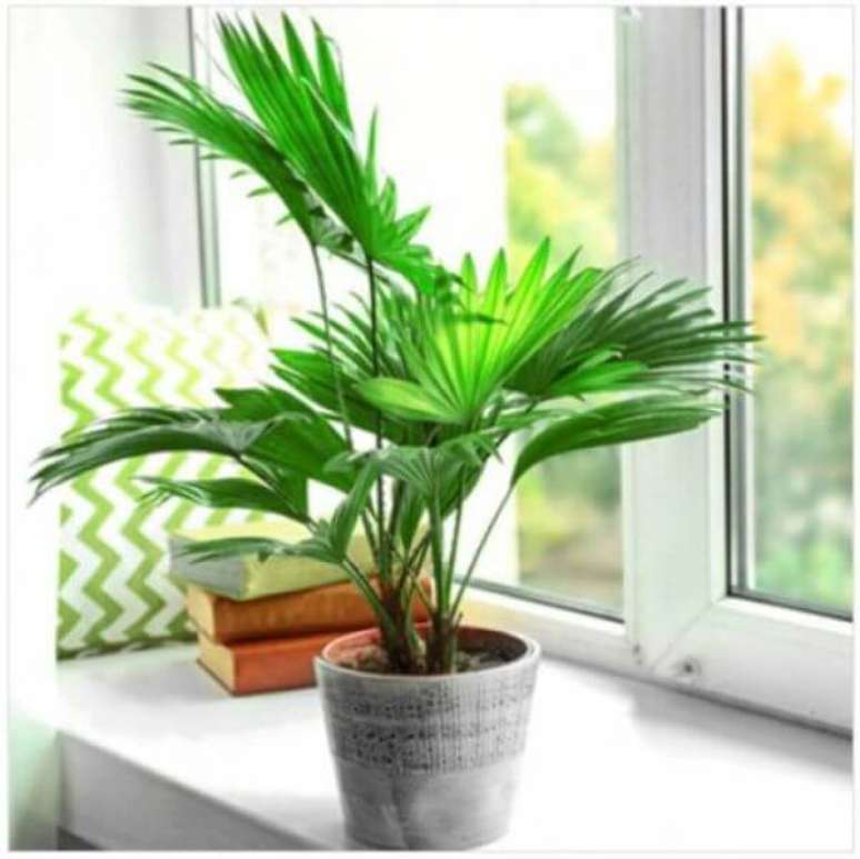 32. Palmeira leque na sala de estar &ndash; Via: Pinterest