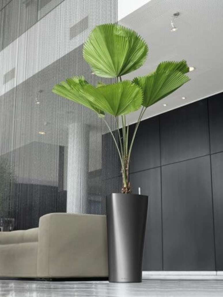 34. Palmeira leque na sala moderna &ndash; Via: AM Construtora