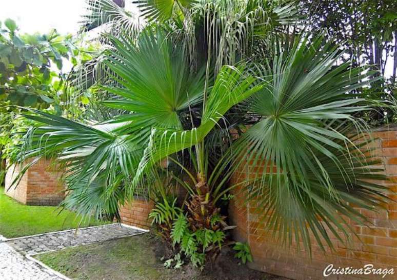 40. Palmeira leque da china na entrada de casa &ndash; Via: Flores e Folhagens