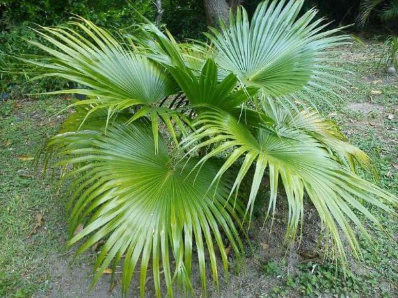 38. Palmeira leque da china no jardim &ndash; Via: Pinterest