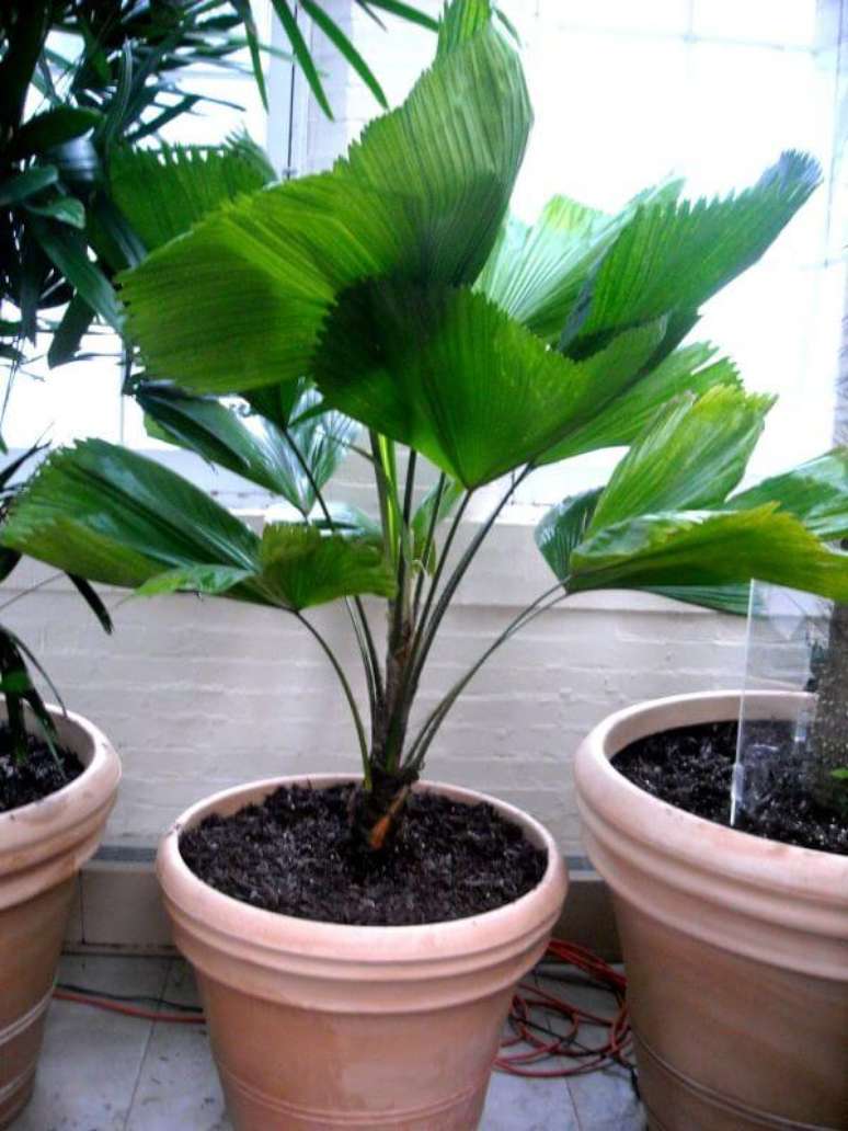 45. Palmeira leque em vaso cor de rosa &ndash; Via: Pinterest