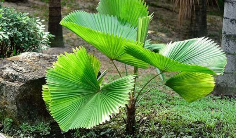 48. Palmeira leque no jardim de casa &ndash; Via: Pinterest