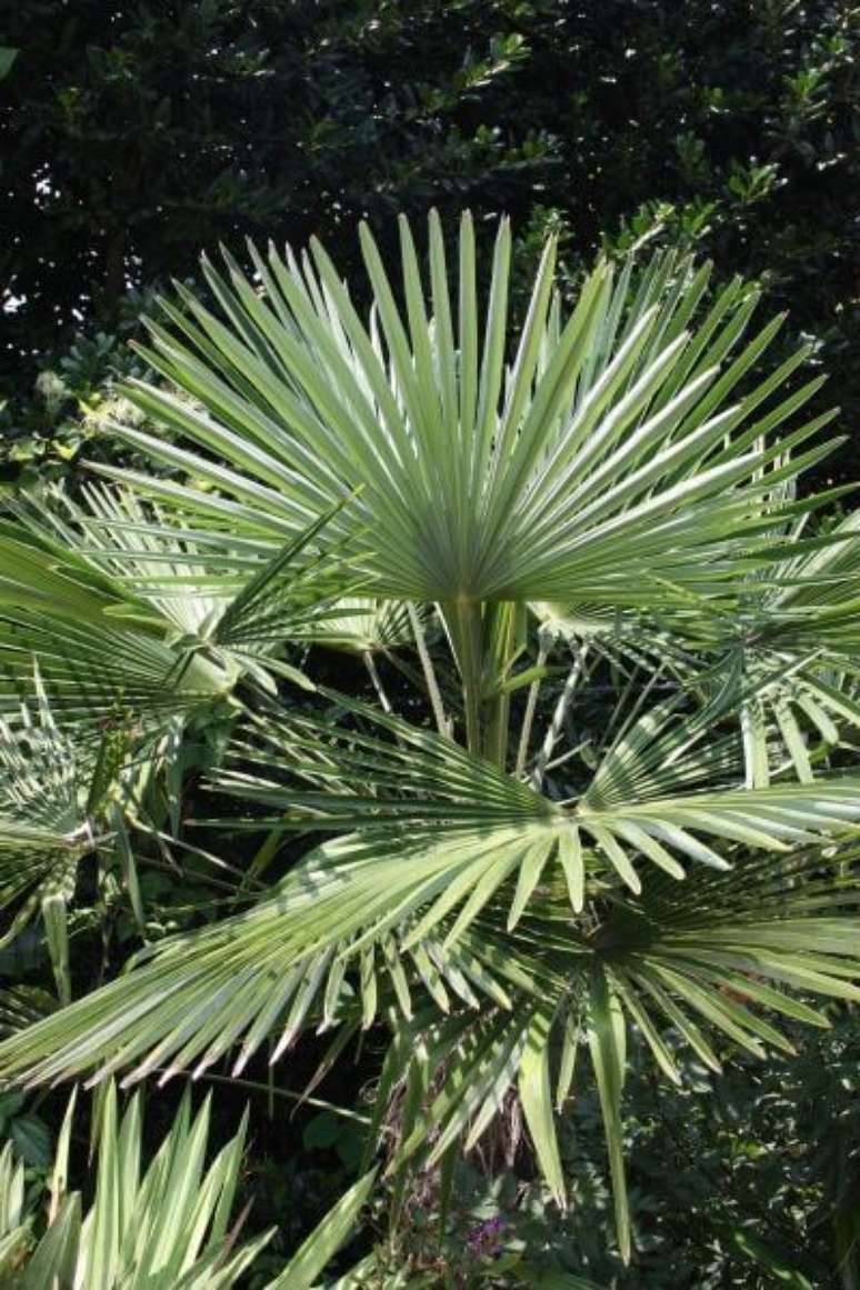 49. Palmeira leque no jardim &ndash; Via: Pinterest