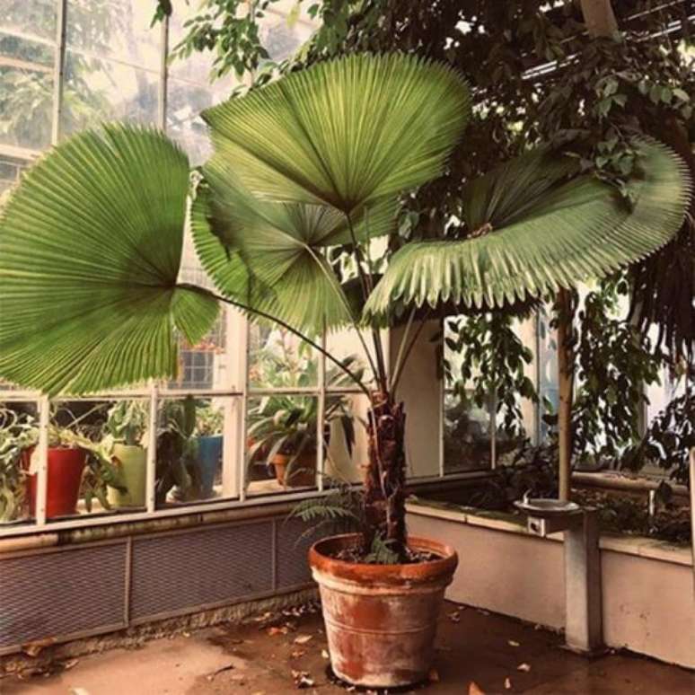 50. Palmeira de leque na varanda de casa &ndash; Via: Pinterest