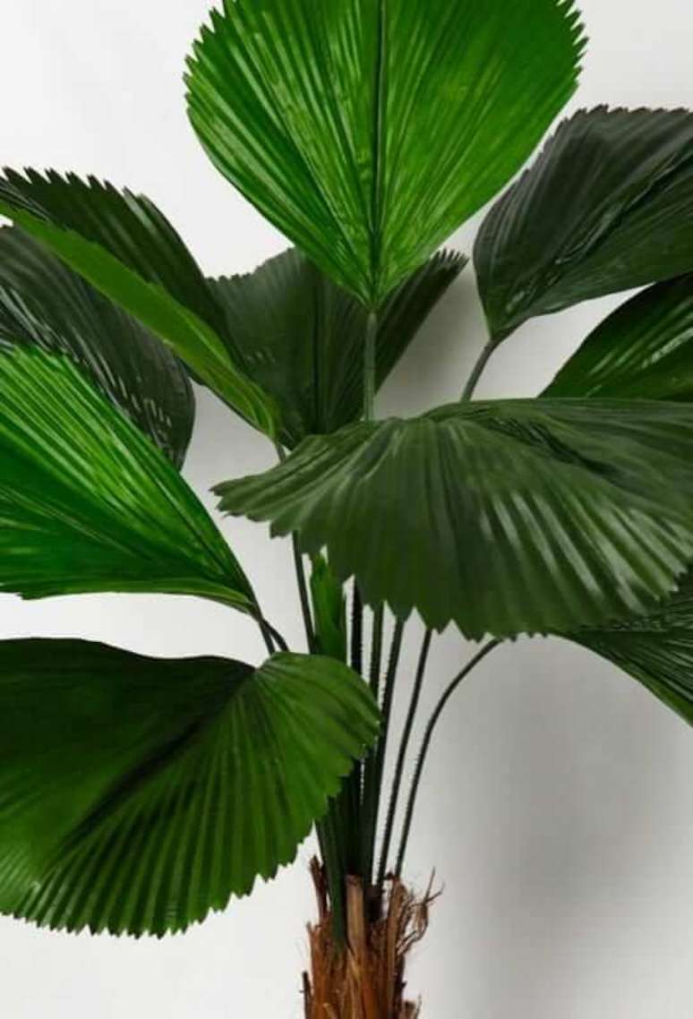 8. Decore sua casa com a palmeira de leque &ndash; Via: Pinterest