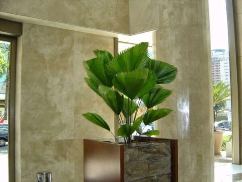 11. Palmeira leque na entrada de casa &ndash; Via: Pinterest