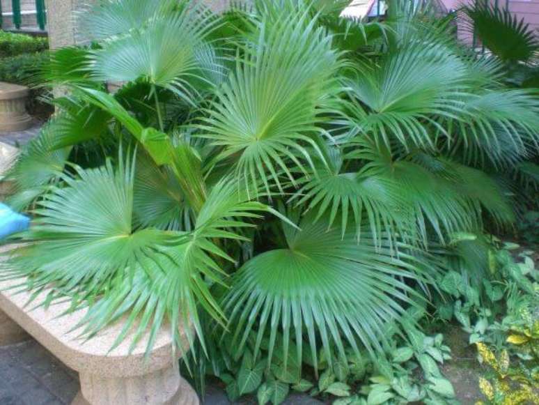 14. Palmeira leque da china no jardim &ndash; Via: Pinterest