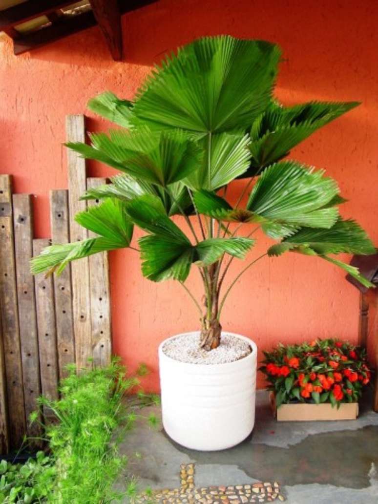 24. Vaso com palmeira leque na varanda &ndash; Via: Pinterest