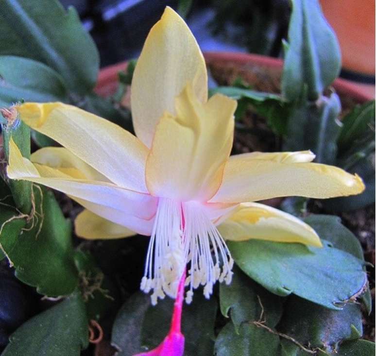 41. A flor de maio amarela é uma ótima escolha para um jardim – Foto: Flickr