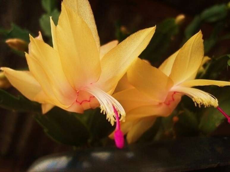 39. Flor de maio amarela é um cruzamento entre exemplares de resultado incrível – Foto: Via Pinterest