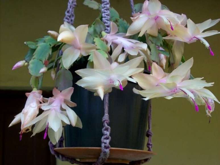 37. um vaso suspenso pode ser o lugar ideal para o cultivo da flor de maio &ndash; Foto: Via Pinterest