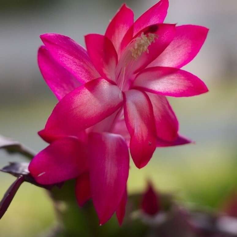36. O florescer da flor de maio – Foto: Via Pinterest