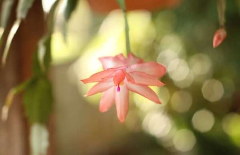 34. A flor de maio com seu efeito pendente é incrível – Foto: Flickr