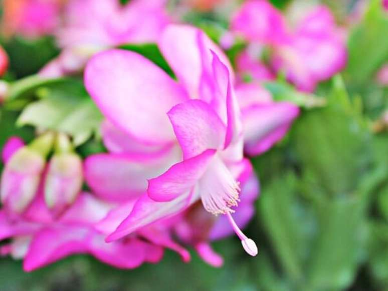 33. A flor em seu tom de rosa e degrade branco traz um toque delicado – Foto: Minhas plantas