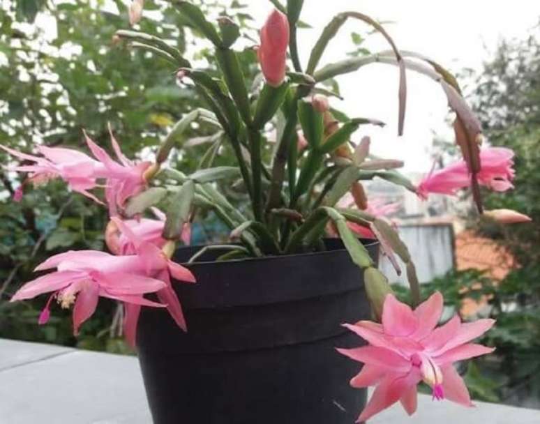 32. A flor de maio &eacute; um &oacute;timo complemento para um jardim externo &ndash; Foto: Via Pinterest