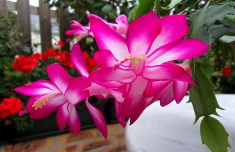 29. O tom de rosa também dá um efeito maravilhoso durante sua floração – Foto: Tudo ela